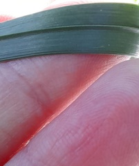 Caesia parviflora vittata