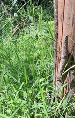 Caesia parviflora vittata