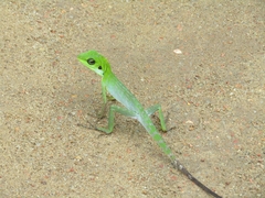 Bronchocela cristatella