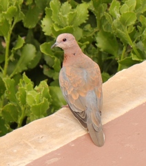 Streptopelia senegalensis senegalensis