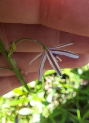 Caesia parviflora vittata