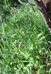 Caesia parviflora vittata