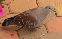 Columba guinea phaeonota