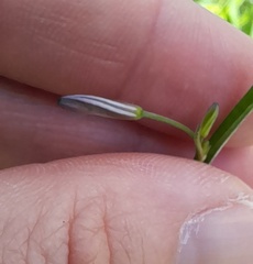 Caesia parviflora vittata