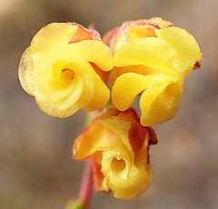 Hermannia concinnifolia
