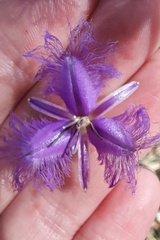 Thysanotus