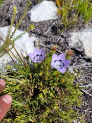 Roella ciliata