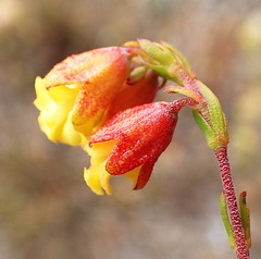 Hermannia concinnifolia