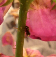 Heliophanus apiatus