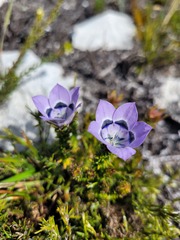 Roella ciliata
