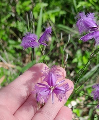 Thysanotus