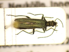 Oedemera lurida