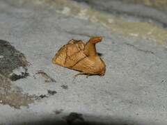 Apoda y-inversa