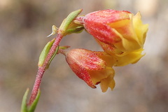 Hermannia concinnifolia