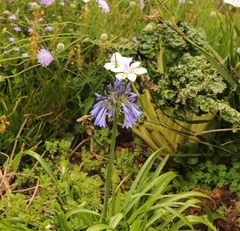 Agapanthus inapertus