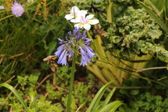 Agapanthus inapertus