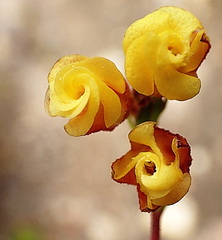 Hermannia concinnifolia