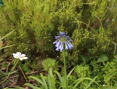 Agapanthus inapertus