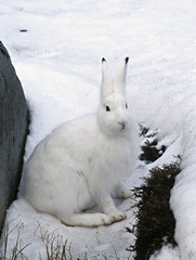 Lepus arcticus