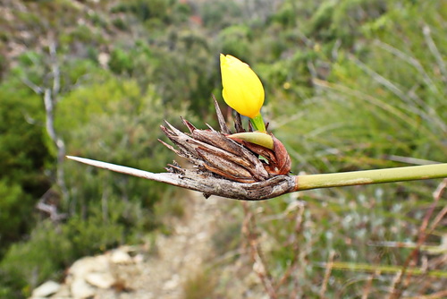 Image of Bobartia robusta by no rights reserved