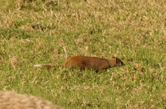 Cynictis penicillata