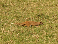 Cynictis penicillata