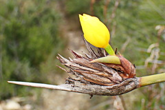Bobartia robusta