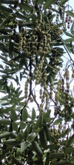 Styphnolobium japonicum