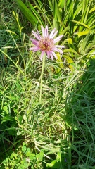 Tragopogon
