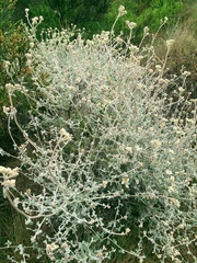 Helichrysum patulum