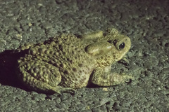 Duttaphrynus melanostictus