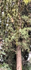 Styphnolobium japonicum