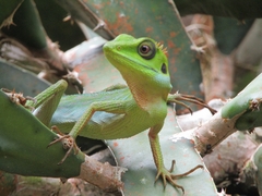 Bronchocela cristatella