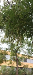 Styphnolobium japonicum