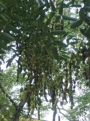 Styphnolobium japonicum