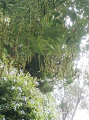 Styphnolobium japonicum