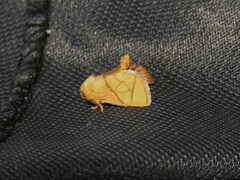 Apoda y-inversa