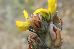 Aspalathus nickhelmei