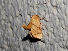 Apoda y-inversa