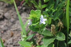 Ruellia cordata