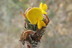 Aspalathus nickhelmei