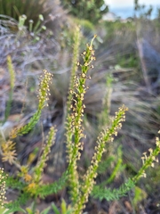 Microdon dubius