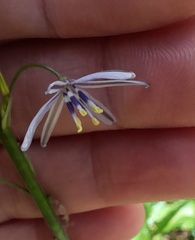 Caesia parviflora vittata