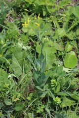Senecio humidanus