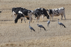 Anthropoides paradiseus
