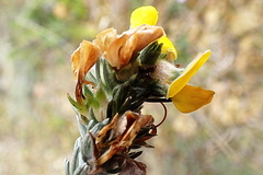 Aspalathus nickhelmei