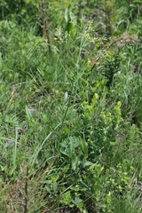 Senecio oxyriifolius