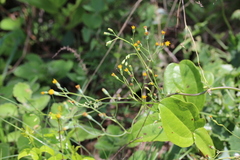 Senecio oxyriifolius
