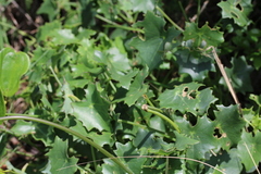 Senecio oxyriifolius