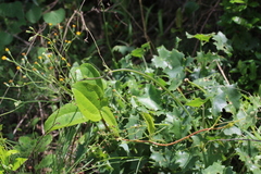 Senecio oxyriifolius